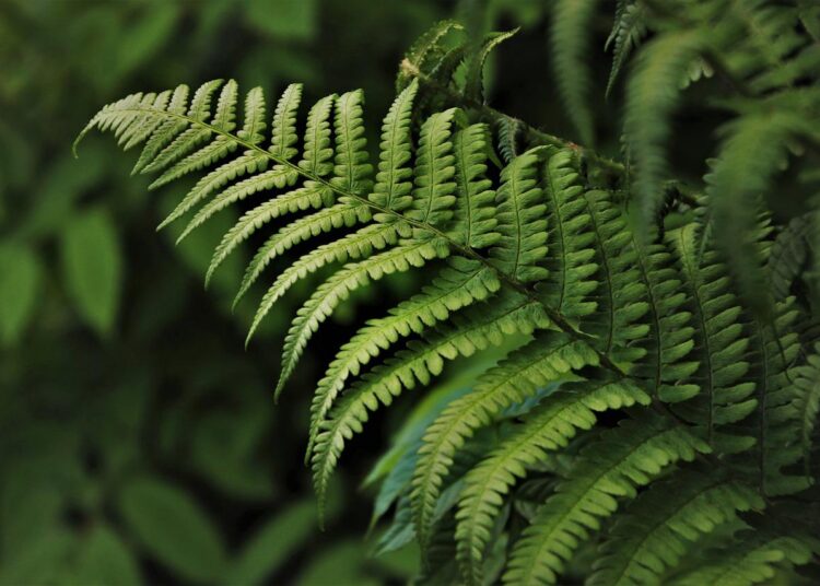 Pagsusuri ng Presyo ng LUNA, Cardano, at Avalanche: 11 Mayo